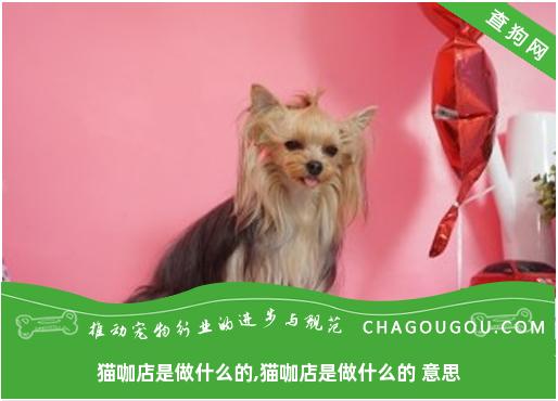 猫咖店是做什么的,猫咖店是做什么的 意思